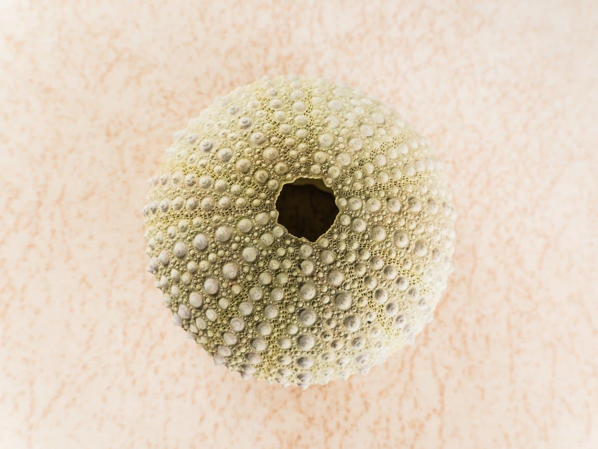 keratoacanthoma-complete-guide